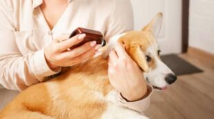 Dog Training – Natural Remedies for Health & Dog Training