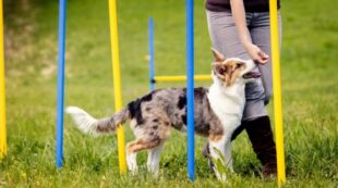 Dog Training Business