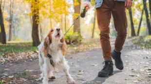 Dog Training – Stop Dog Barking
