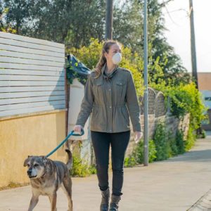 dog trainer + dog walking business