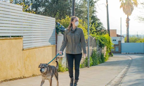 dog trainer + dog walking business