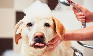 Dog Grooming