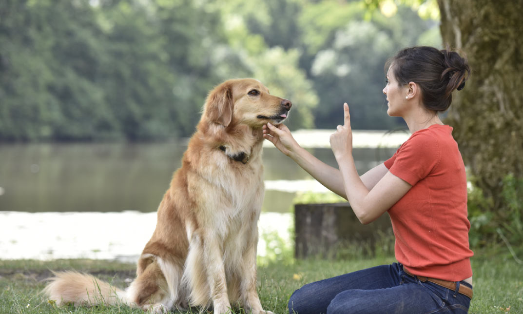 Diploma in Dog Behaviour and Training - Level 3