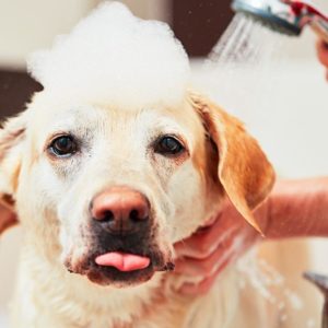 Dog Grooming and Care