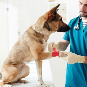 pet first aid certificate - cpd certified