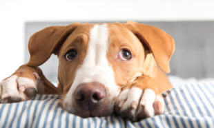 Dog Fostering Online Course