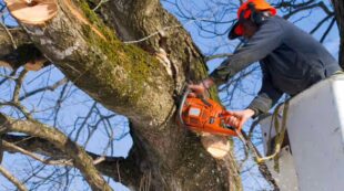 Arboriculture