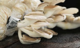 Mushroom Growing Course