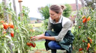 Kitchen Gardening