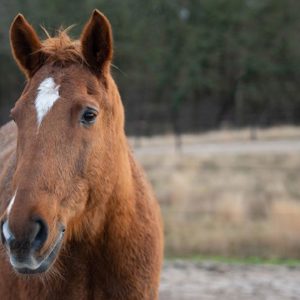 Healthy Horse and Stable Management