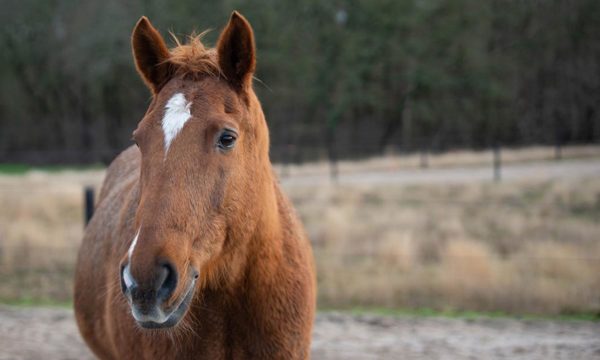 Healthy Horse and Stable Management
