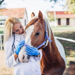Horse care Training