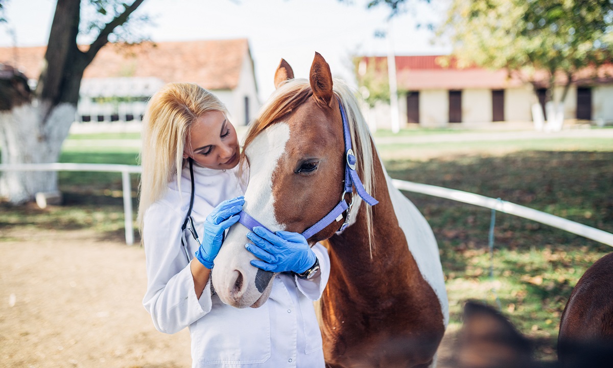 Horse care Training