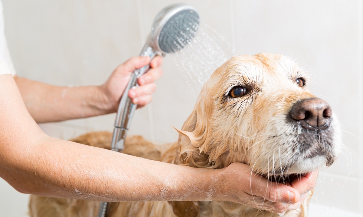 Dog Cleaning Course
