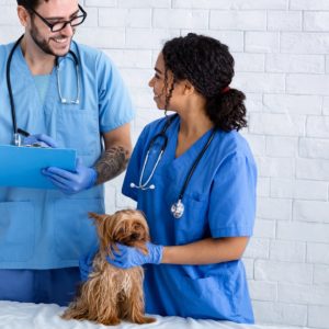 Dog Health Care Training