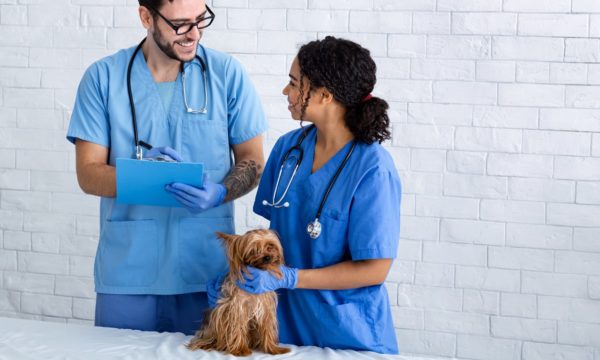 Dog Health Care Training