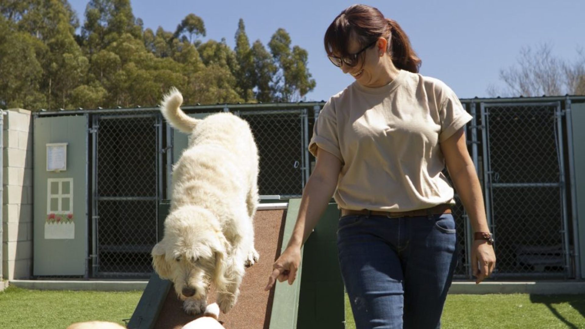 Dog Training Complete Diploma