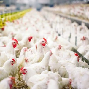Diploma in Poultry Farming