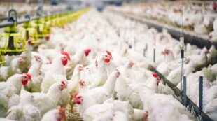 Diploma in Poultry Farming