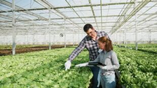 Hydroponics Gardening