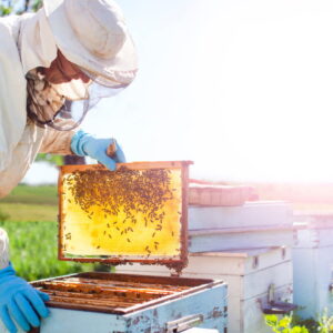 Beekeeping Diploma