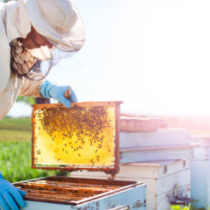 Beekeeping Diploma