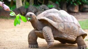 Diploma of Zoology (Online Course)