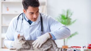 Diploma of Pet Care / VET Assistant (Online)