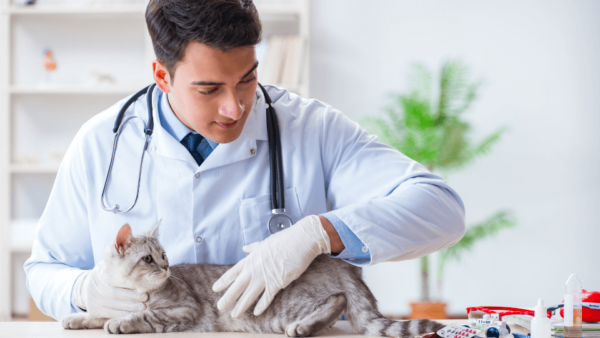Diploma of Pet Care / VET Assistant (Online)