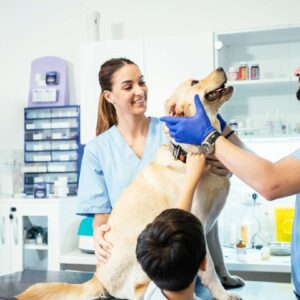 Pet First Aid Certificate with Animal Care