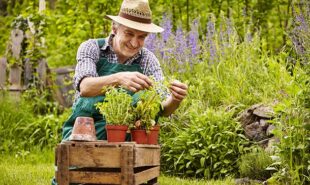 Homestead Gardening