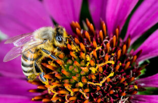Reproduction in Flowering Plants