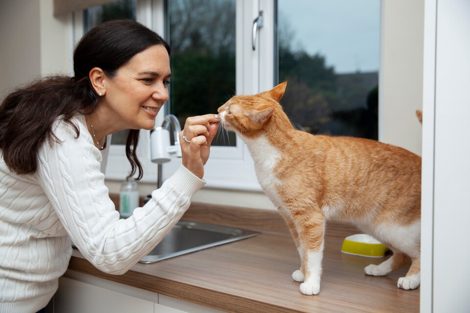 Cat Behaviour and Healthcare Diploma