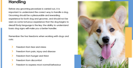 Dog Grooming
