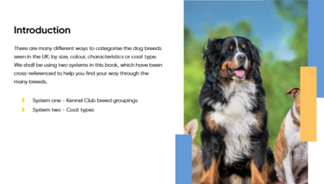 Dog Grooming