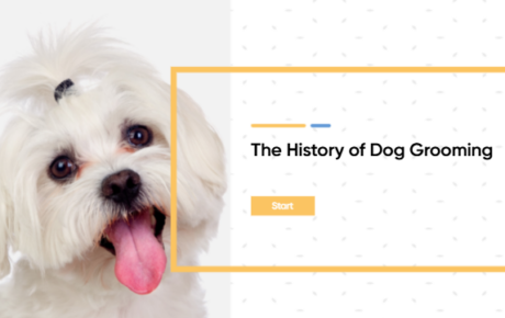 Dog Grooming