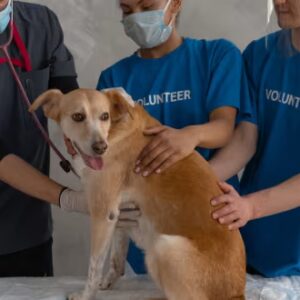 Dog First Aid Job Ready Programme with Career Guidance