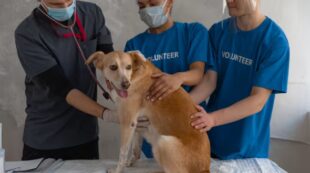 Dog First Aid Job Ready Programme with Complete Career Guide 2026