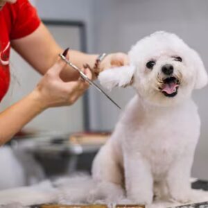 Dog Grooming Job Ready Programme with Career Guidance