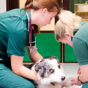 Level 3 Diploma in Veterinary Nursing