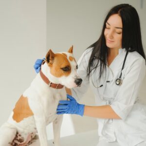 Veterinary Nursing
