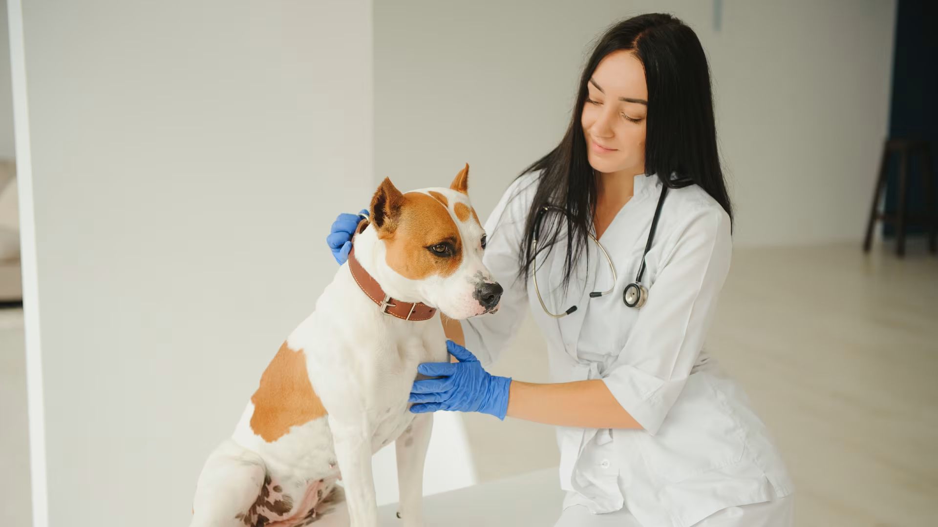Veterinary Nursing and Medical Emergencies