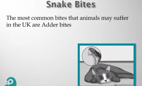 Veterinary Nursing and Medical Emergencies
